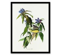 Artery8 John James Audubon Framed Wall Art Print Connecticut Warbler Bird - A4 Size