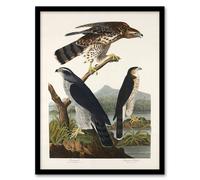 Artery8 John James Audubon Framed Wall Art Print Goshawk & Stanley Hawk in White | Size: A4 Artery8 White A4