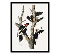 Artery8 John James Audubon Framed Wall Art Print Ivory Billed Woodpecker - A4 Size