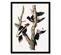 Artery8 John James Audubon Framed Wall Art Print Ivory Billed Woodpecker in White | Size: A4 Artery8 White A4