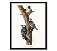 Artery8 John James Audubon Framed Wall Art Print Red Cockaded Woodpecker in White | Size: A3 Artery8 White A3