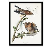 Artery8 John James Audubon Framed Wall Art Print Red Shouldered Hawk - A4 Size