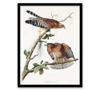 Artery8 John James Audubon Framed Wall Art Print Red Shouldered Hawk in White | Size: A4 Artery8 White A4