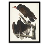 Artery8 John James Audubon Framed Wall Art Print Turkey Buzzard Vulture - A4 Size