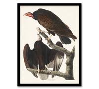 Artery8 John James Audubon Framed Wall Art Print Turkey Buzzard Vulture in White | Size: A4 Artery8 White A4