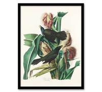 Artery8 John James Audubon Framed Wall Art Purple Grackle Crow Blackbird in White | Size: A3 Artery8 White A3