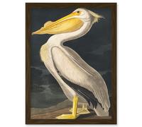 Artery8 John James Audubon Style Pelican Bird Vintage Detailed Illustration Artwork Framed Wall Art Print A4 in Brown Artery8 Brown