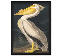 Artery8 John James Audubon Style Pelican Bird Vintage Detailed Illustration Artwork Framed Wall Art Print A4 in Black Artery8 Black