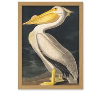 Artery8 John James Audubon Style Pelican Bird Vintage Detailed Illustration Artwork Framed Wall Art Print A4 in Light Oak Artery8 Light Oak