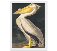 Artery8 John James Audubon Style Pelican Bird Vintage Detailed Illustration Artwork Framed Wall Art Print A4 in White Artery8 White