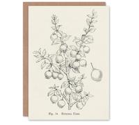 Artery8 John Wright Art Card Fruit Growers Guide Chilean Guava