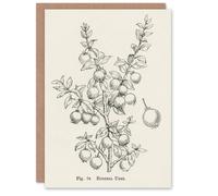 Artery8 John Wright Art Card Fruit Growers Guide Chilean Guava in White Artery8 White