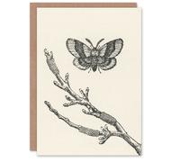 Artery8 John Wright Art Card Fruit Growers Guide Lackey Moth