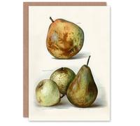 Artery8 John Wright Art Card Pear Varieties Vintage Fruit Illustration in White Artery8 White