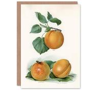Artery8 John Wright Art Card Vintage Fruit Illustration of Apricots