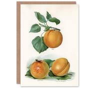 Artery8 John Wright Art Card Vintage Fruit Illustration of Apricots