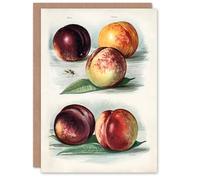 Artery8 John Wright Art Card Vintage Fruit Illustration Peach Varieties