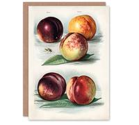 Artery8 John Wright Art Card Vintage Fruit Illustration Peach Varieties in White Artery8 White