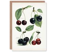 Artery8 John Wright Art Card Vintage Illustration of Cherry Varieties