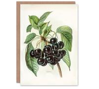 Artery8 John Wright Art Card Vintage Illustration of Early Rivers Cherries
