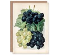Artery8 John Wright Art Card Vintage Illustration of Grape Varieties