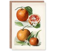 Artery8 John Wright Art Card Vintage Illustration of Orange Citrus Fruits