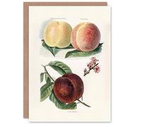 Artery8 John Wright Art Card Vintage Illustration of Peach Varieties