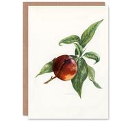Artery8 John Wright Art Card Vintage Illustration of Pine Apple Nectarine in White Artery8 White