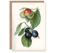 Artery8 John Wright Art Card Vintage Illustration of Two Plum Varieties