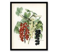 Artery8 John Wright Framed Wall Art Black Naples Victoria White Dutch Currants - A3 Size