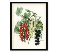 Artery8 John Wright Framed Wall Art Black Naples Victoria White Dutch Currants | Size: A4 Artery8 White A4