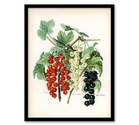 Artery8 John Wright Framed Wall Art Black Naples Victoria White Dutch Currants | Size: A3 Artery8 White A3