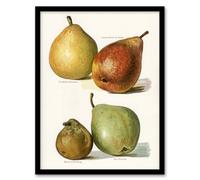 Artery8 John Wright Framed Wall Art Four Pear Varieties Vintage Illustration - A3 Size