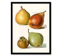 Artery8 John Wright Framed Wall Art Four Pear Varieties Vintage Illustration in White | Size: A4 Artery8 White A4