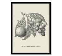 Artery8 John Wright Framed Wall Art Fruit Growers Guide Vintage Loquat Illustration - A4 Size