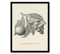 Artery8 John Wright Framed Wall Art Fruit Growers Guide Vintage Loquat Illustration in White | Size: A3 Artery8 White A3