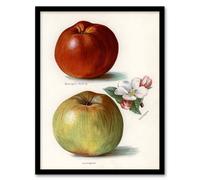 Artery8 John Wright Framed Wall Art Gascoignes Seedling Sandringham Apples in White | Size: A4 Artery8 White A4