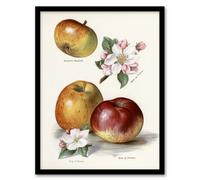Artery8 John Wright Framed Wall Art King Of Pippins Apple Vintage Illustration - A3 Size