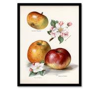 Artery8 John Wright Framed Wall Art King of Pippins Apple Vintage Illustration in White | Size: A3 Artery8 White A3