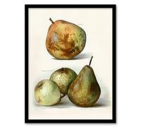 Artery8 John Wright Framed Wall Art Pear Varieties Vintage Fruit Illustration in White | Size: A3 Artery8 White A3
