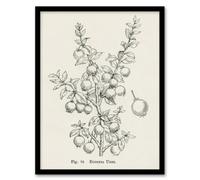 Artery8 John Wright Framed Wall Art Print Fruit Growers Guide Chilean Guava - A3 Size