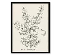 Artery8 John Wright Framed Wall Art Print Fruit Growers Guide Chilean Guava - A4 Size