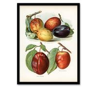 Artery8 John Wright Framed Wall Art Print Plum Varieties Vintage illustration in White | Size: A4 Artery8 White A4