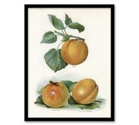 Artery8 John Wright Framed Wall Art Vintage Fruit Illustration Of Apricots - A3 Size