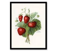 Artery8 John Wright Framed Wall Art Vintage Fruit Illustration of Strawberries in White | Size: A4 Artery8 White A4