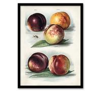 Artery8 John Wright Framed Wall Art Vintage Fruit Illustration Peach Varieties in White | Size: A3 Artery8 White A3