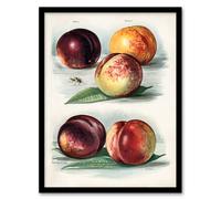 Artery8 John Wright Framed Wall Art Vintage Fruit Illustration Peach Varieties in White | Size: A3 Artery8 White A3