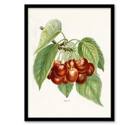 Artery8 John Wright Framed Wall Art Vintage Illustration Of Bigarreau Cherries - A3 Size