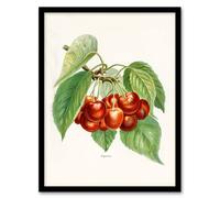 Artery8 John Wright Framed Wall Art Vintage Illustration of Bigarreau Cherries in White | Size: A4 Artery8 White A4