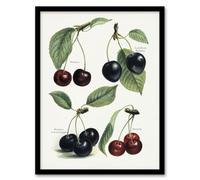 Artery8 John Wright Framed Wall Art Vintage Illustration of Cherry Varieties in White | Size: A4 Artery8 White A4